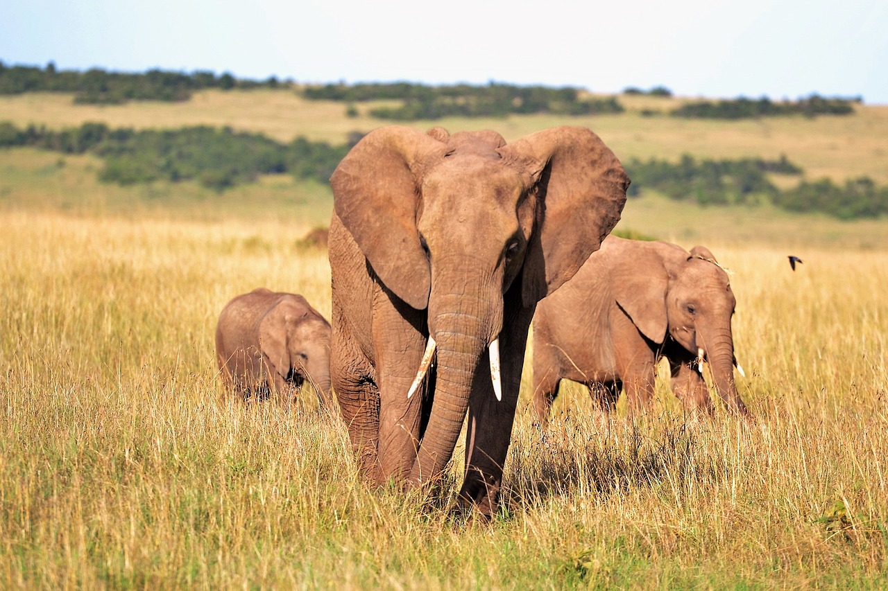 prix d'un safari au kenya